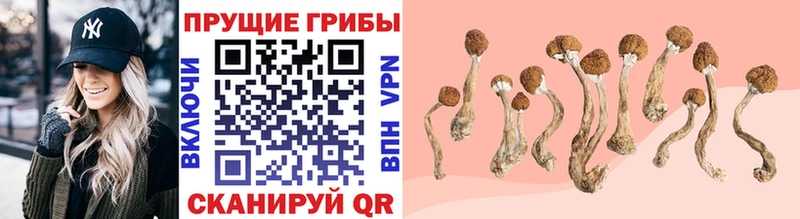 Псилоцибиновые грибы Cubensis MEGA ТОР Балтийск